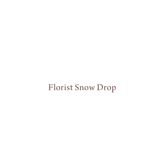 Florist Snow Drop